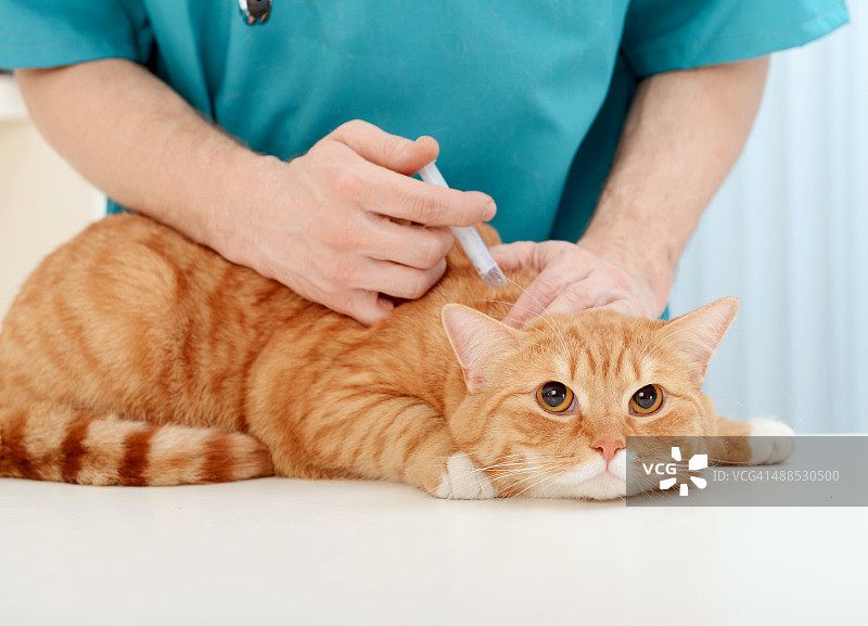兽医检查成年猫图片素材