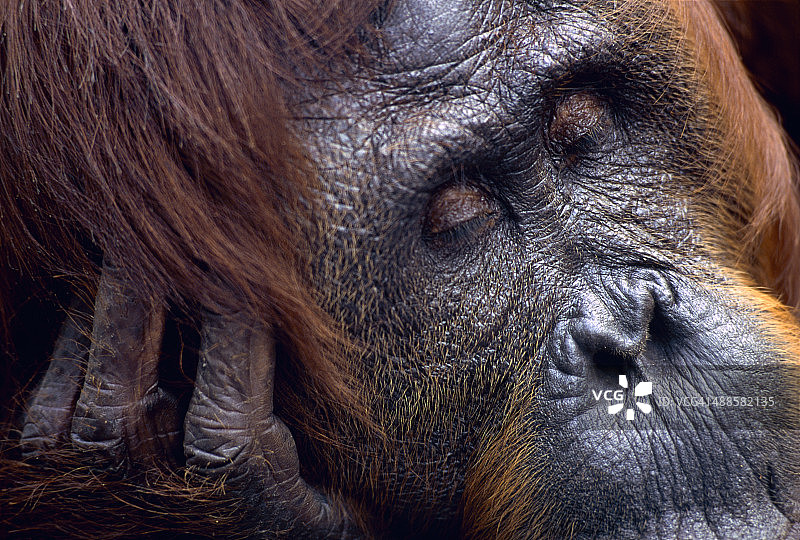 熟睡的雌性猩猩，婆罗洲，丹戎 puting 国家公园图片素材