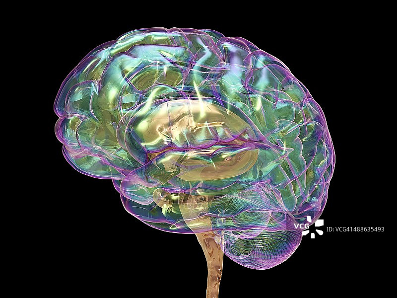 人类大脑、艺术品图片素材