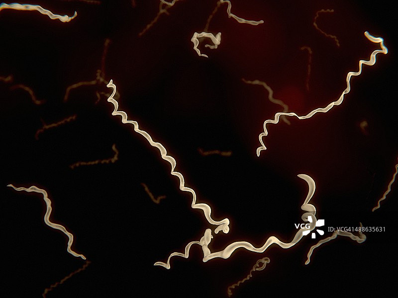 疏螺旋体艺术作品图片素材