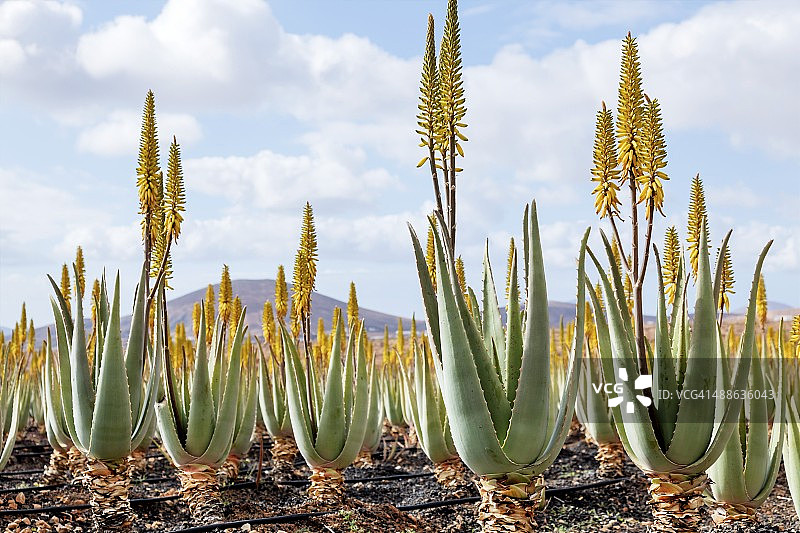 芦荟种植园图片素材