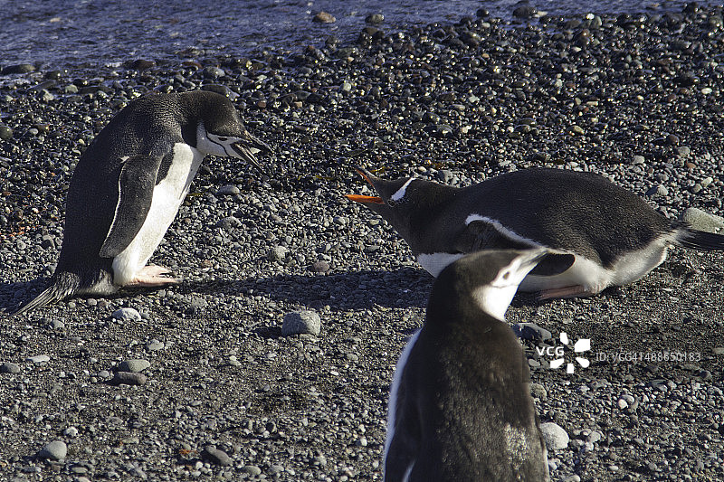 巴布亚企鹅与帽带企鹅争吵图片素材