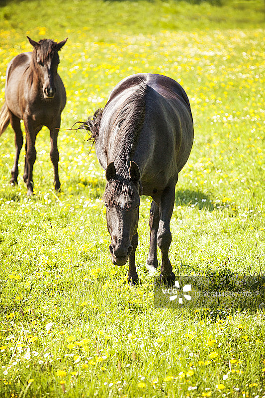 户外两匹漂亮的马图片素材