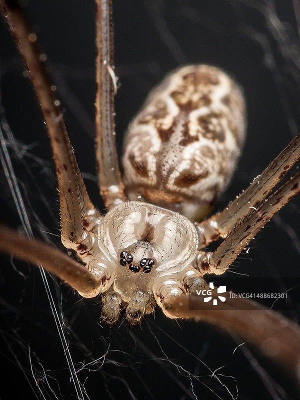 大理石纹地窖蛛图片素材