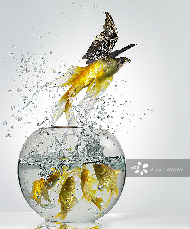 金鱼猎鹰图片素材