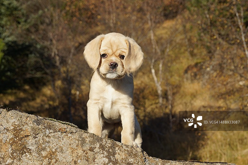 小狗狗图片素材