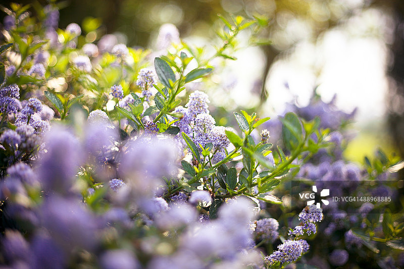 加州丁香图片素材