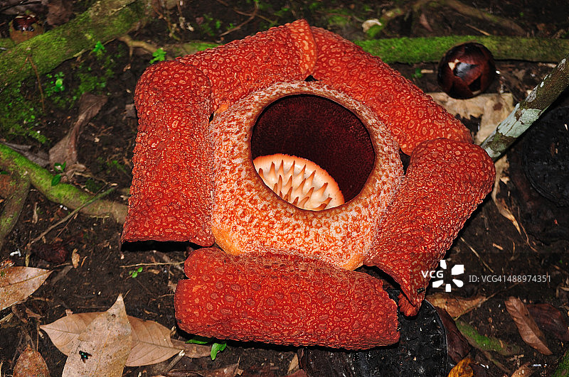 大王花和花苞图片素材