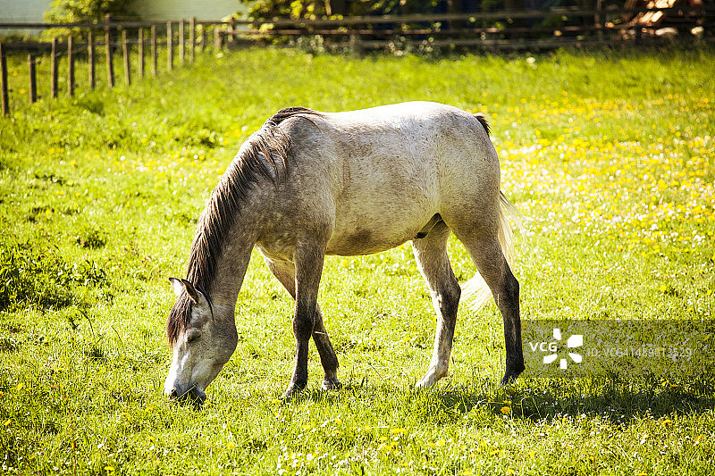 灰色马在草地上吃草图片素材