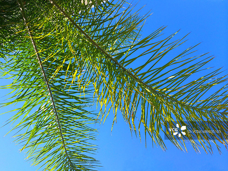 植树节图片素材