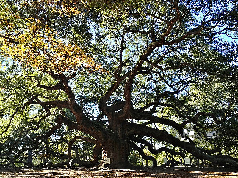 植树节图片素材