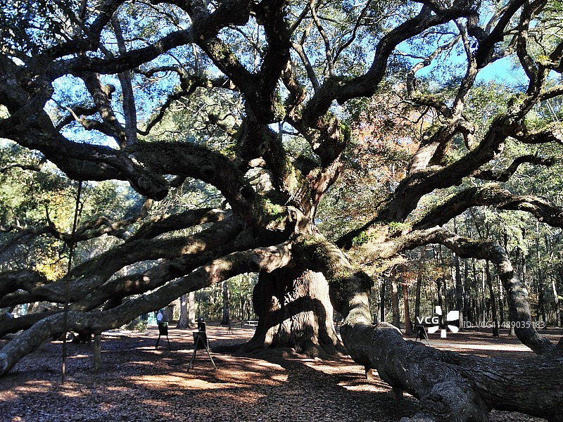 植树节图片素材