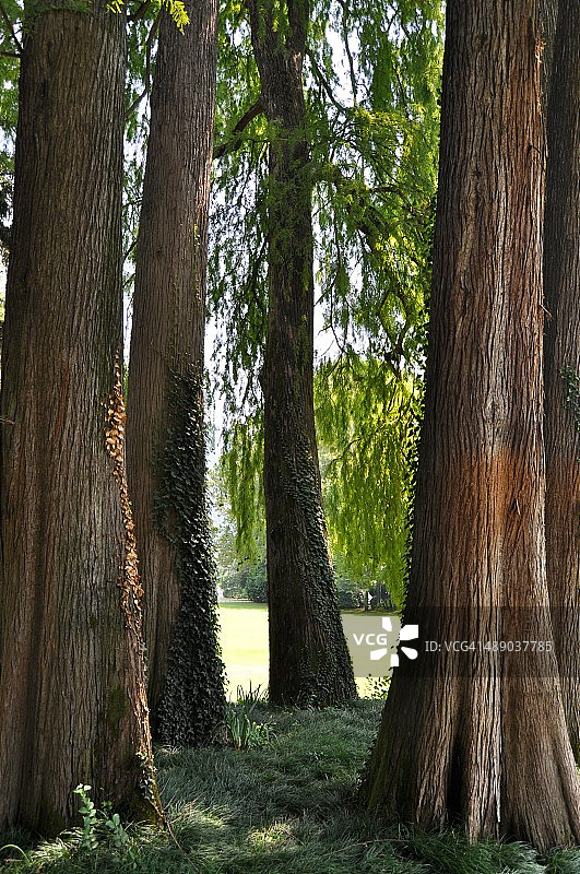 植树节图片素材
