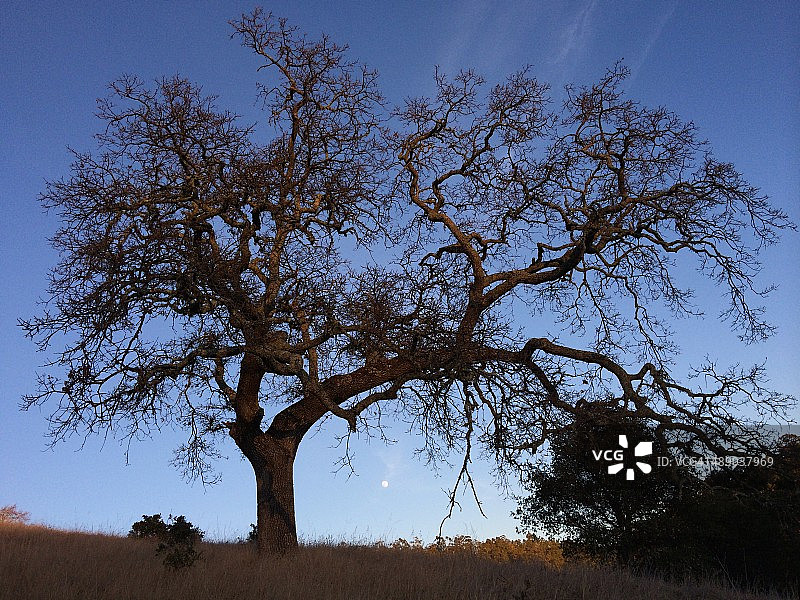 植树节图片素材