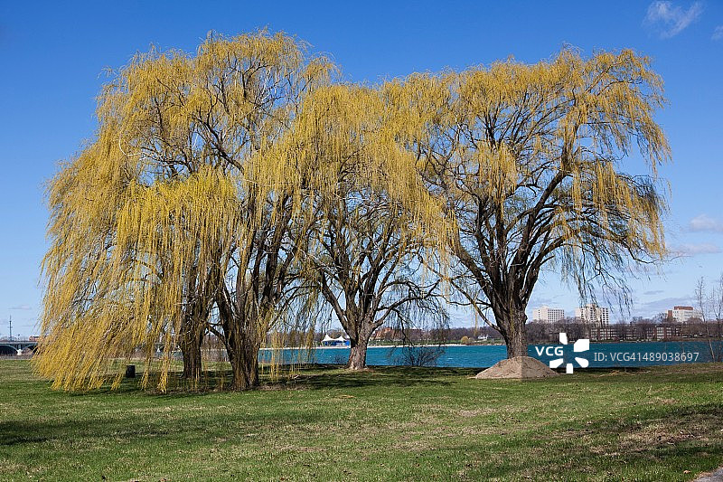 植树节图片素材