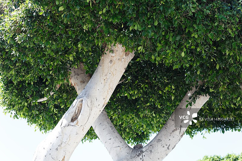 植树节图片素材