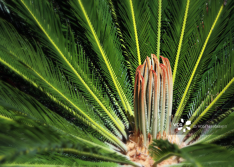 植树节图片素材