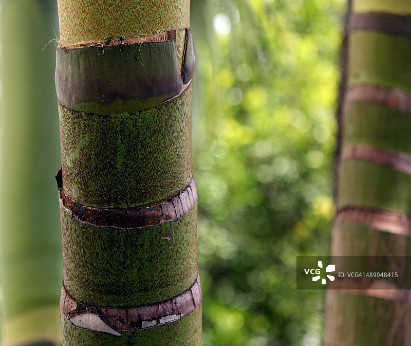 植树节图片素材