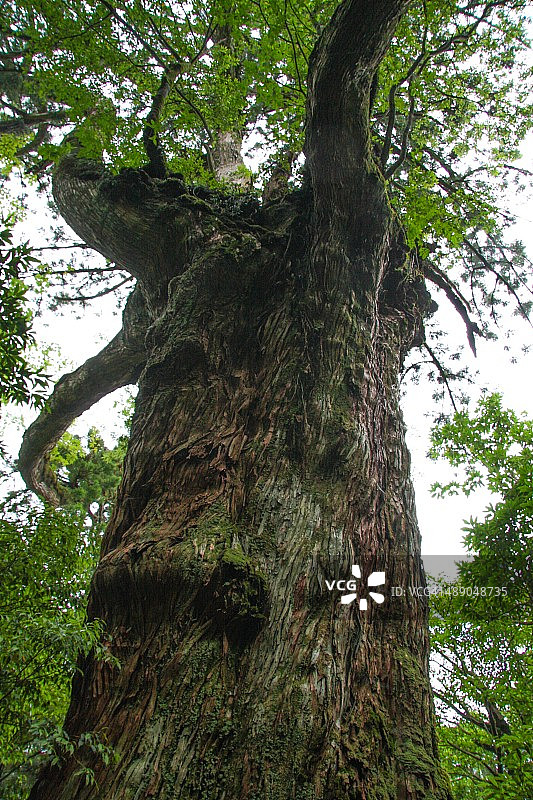 植树节图片素材