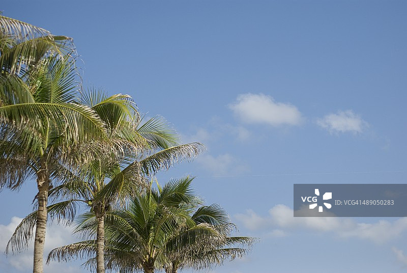 植树节图片素材