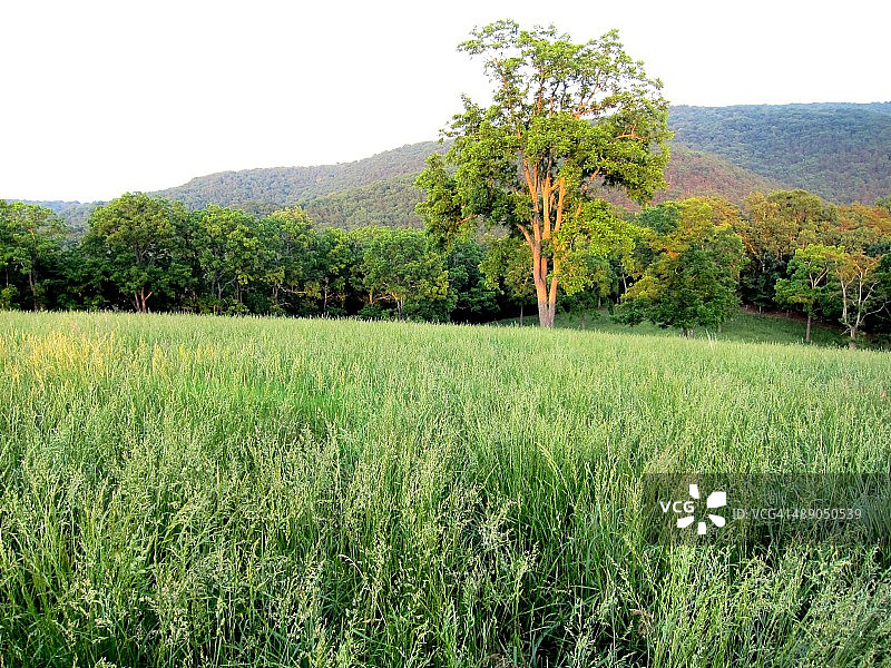 植树节图片素材