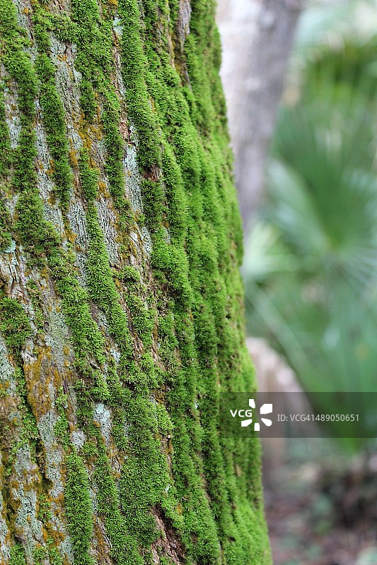 植树节图片素材