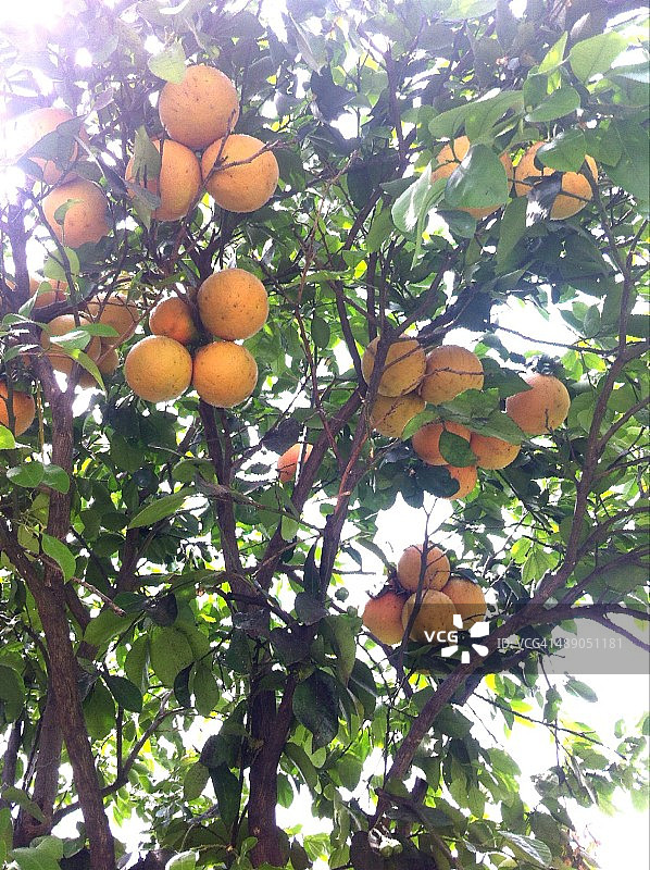 植树节图片素材