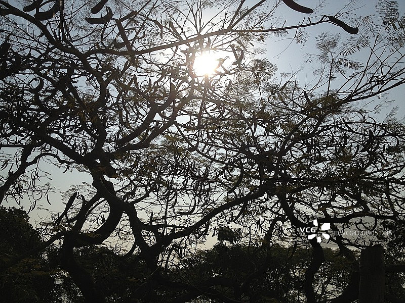 植树节图片素材