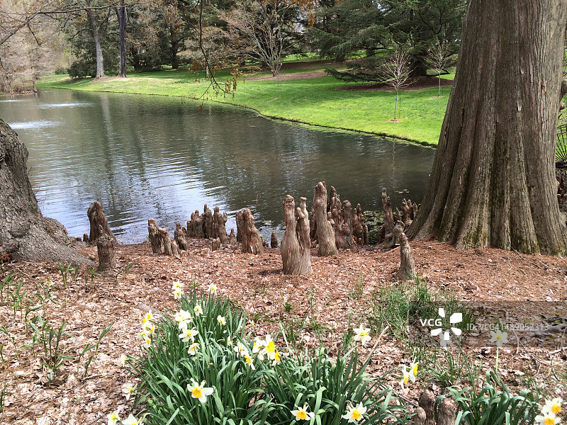 植树节图片素材