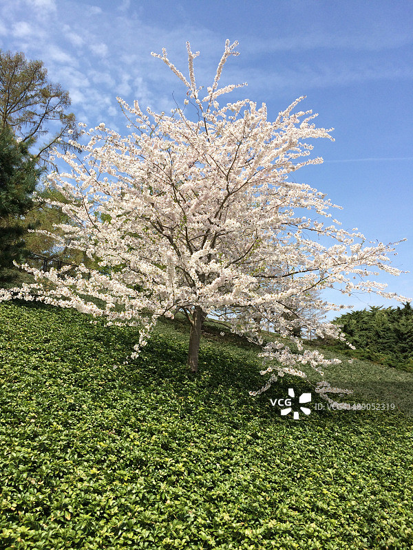 植树节图片素材