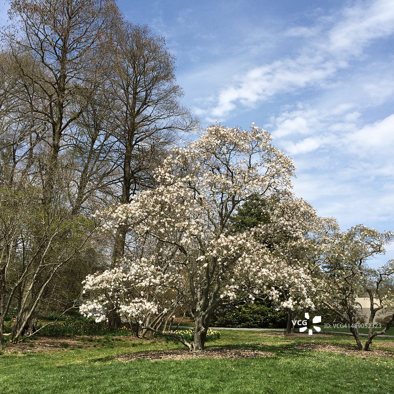植树节图片素材