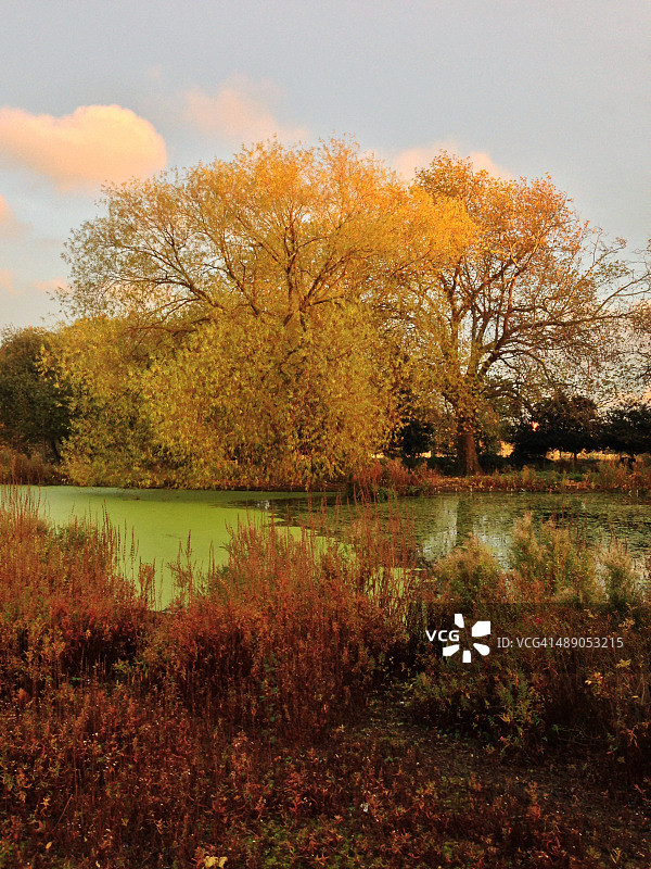 植树节图片素材