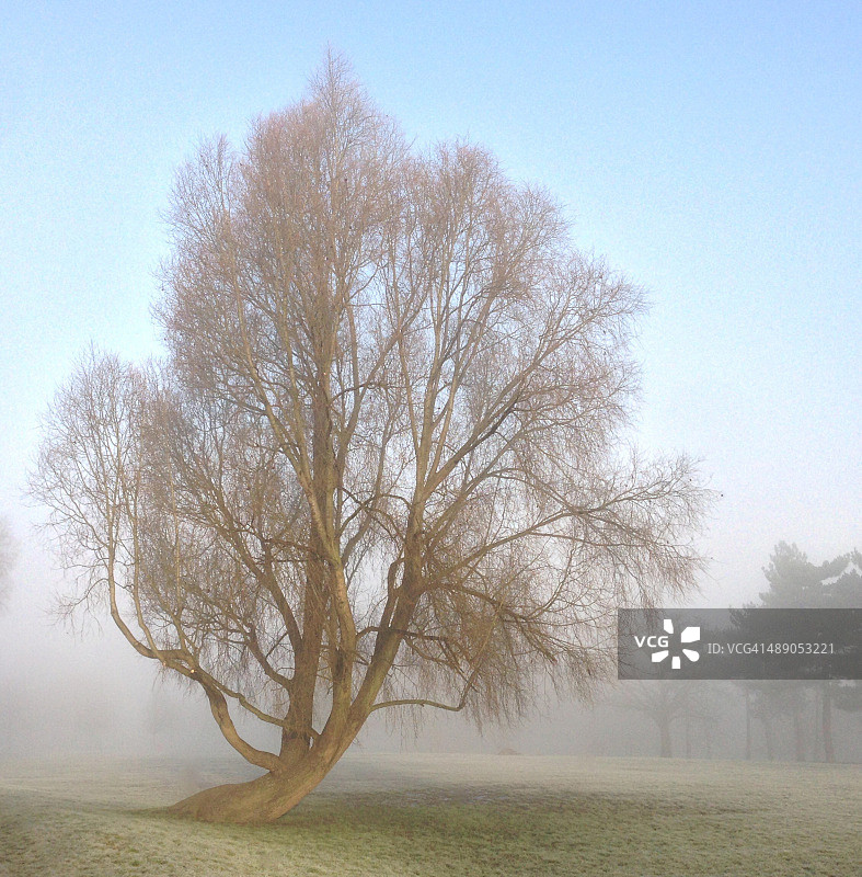 植树节图片素材