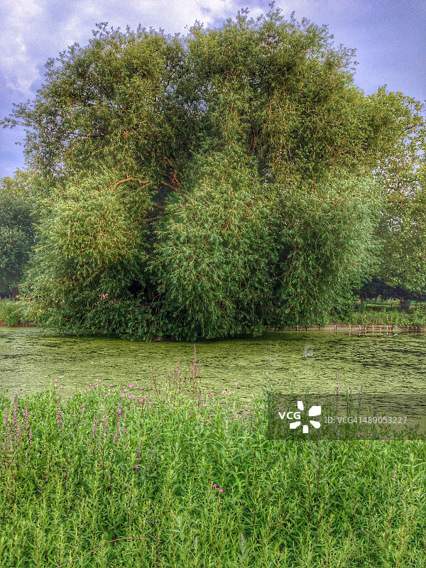 植树节图片素材