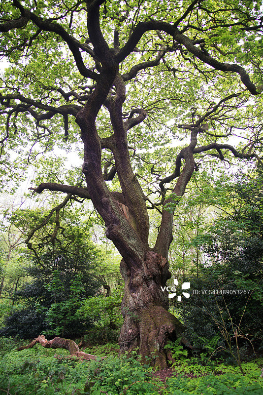 植树节图片素材