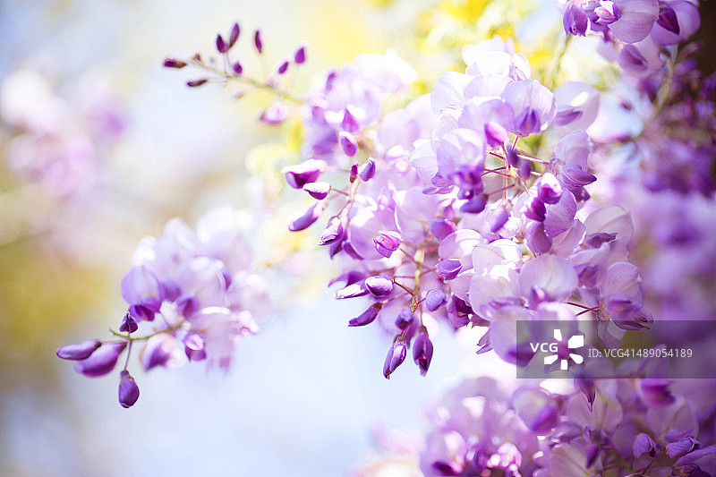 蓝天下的紫色紫藤花图片素材