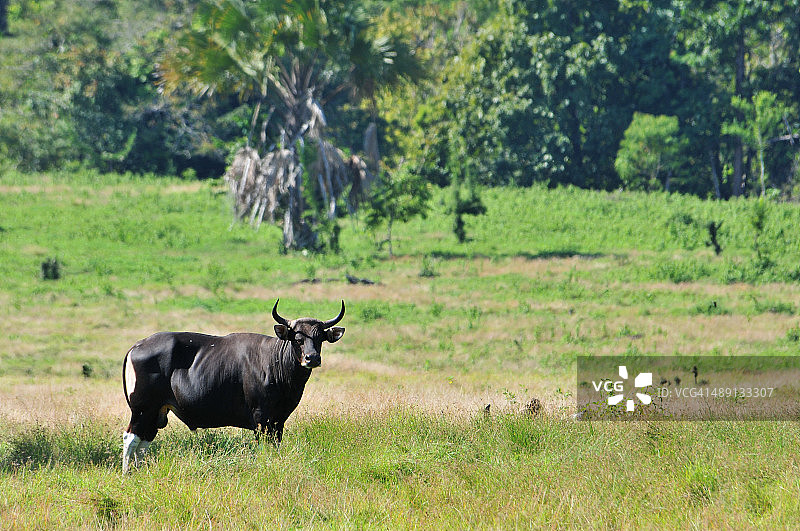 爪哇野牛“印度尼西亚野牛”图片素材