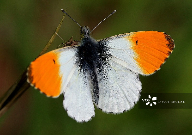 橙色顶端图片素材