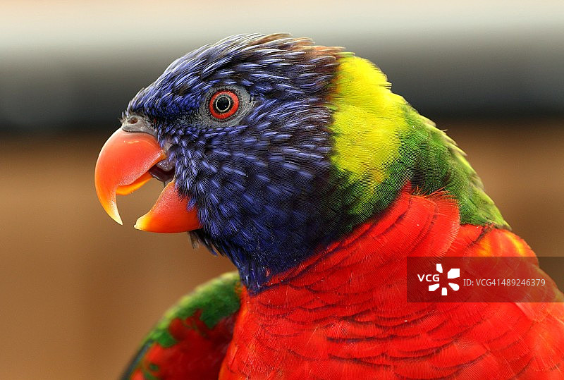 笑翠鸟图片素材