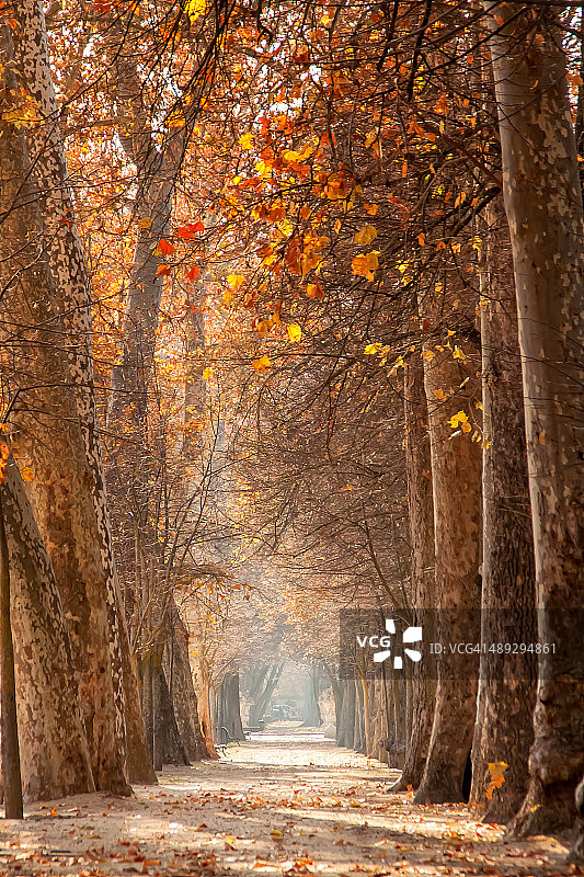 王子花园图片素材