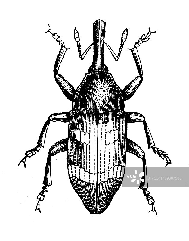 大型松树象鼻虫古董插画图片素材