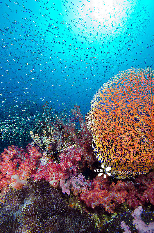 斯米兰群岛的狮子鱼图片素材
