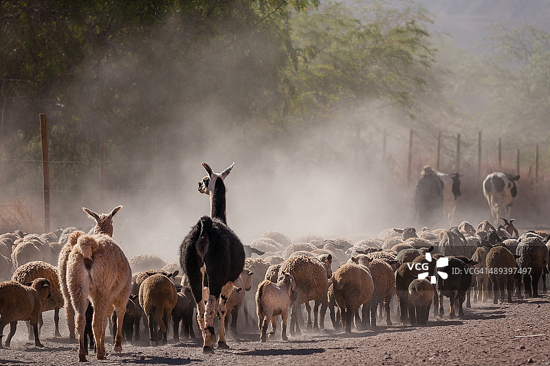羊驼和牲畜群，圣佩德罗德阿塔卡马图片素材