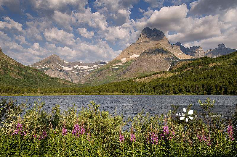 冰川国家公园威尔伯山柳兰花图片素材