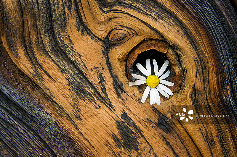 埃文斯山上的狐尾松树纹图片素材