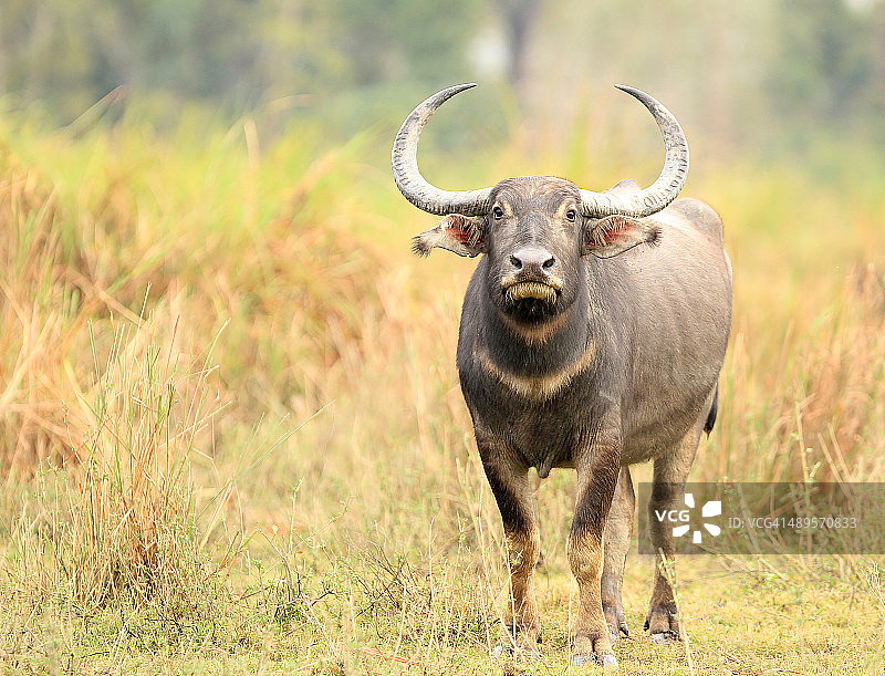 水牛远眺图片素材
