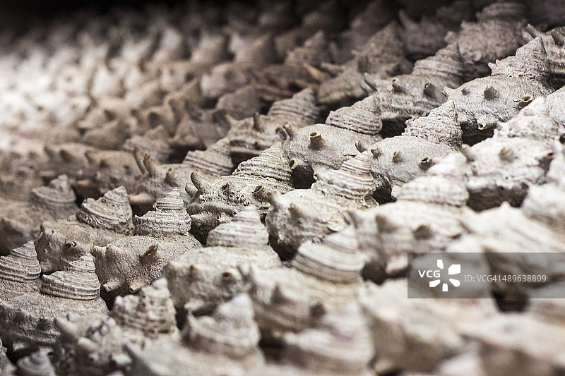 海螺壳图片素材