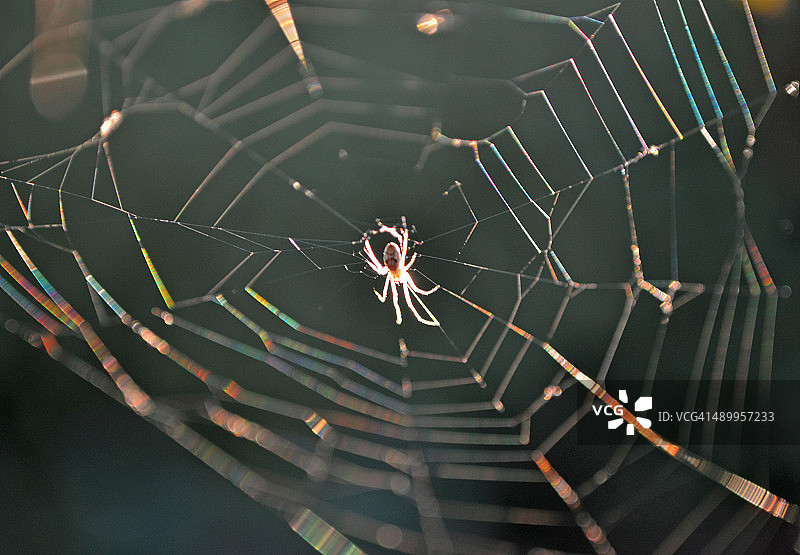彩虹网-背光蜘蛛网图片素材