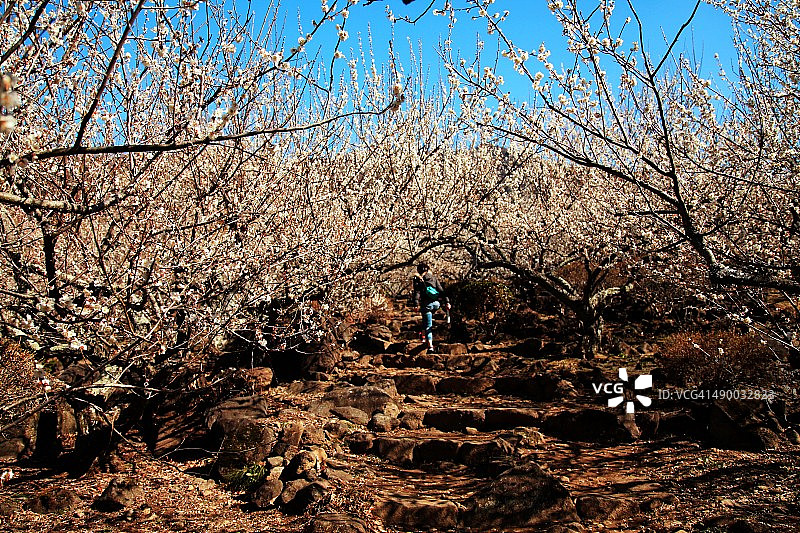 筑波山上的女人图片素材