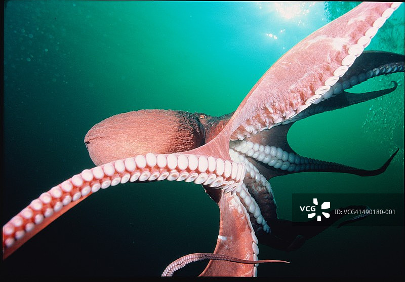 巨型太平洋章鱼图片素材